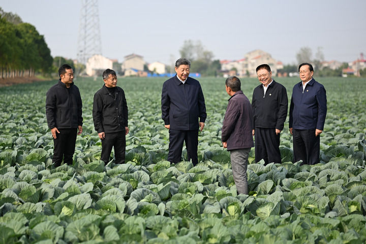 11月4日至6日，中共中央总书记、国家主席、中央军委主席习近平在湖北考察。这是5日上午，习近平在咸宁市嘉鱼县潘家湾镇十里蔬菜长廊考察时，同菜农亲切交流。新华社记者燕雁摄