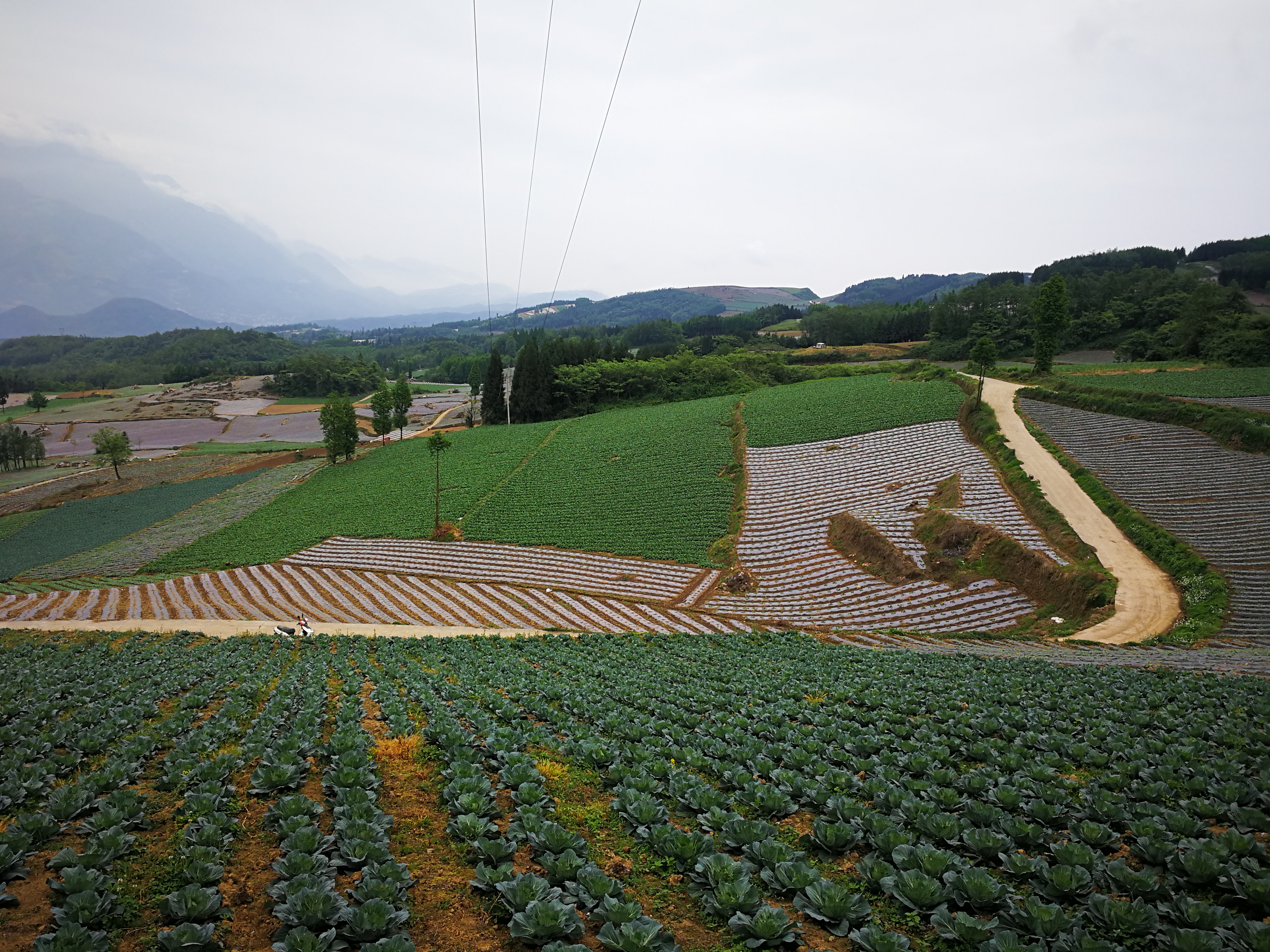 乐山市加强高山蔬菜核心基地建设督导